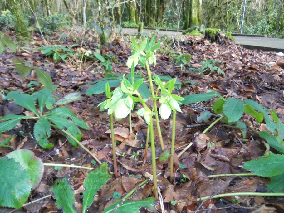 Морозник Лебединое озеро