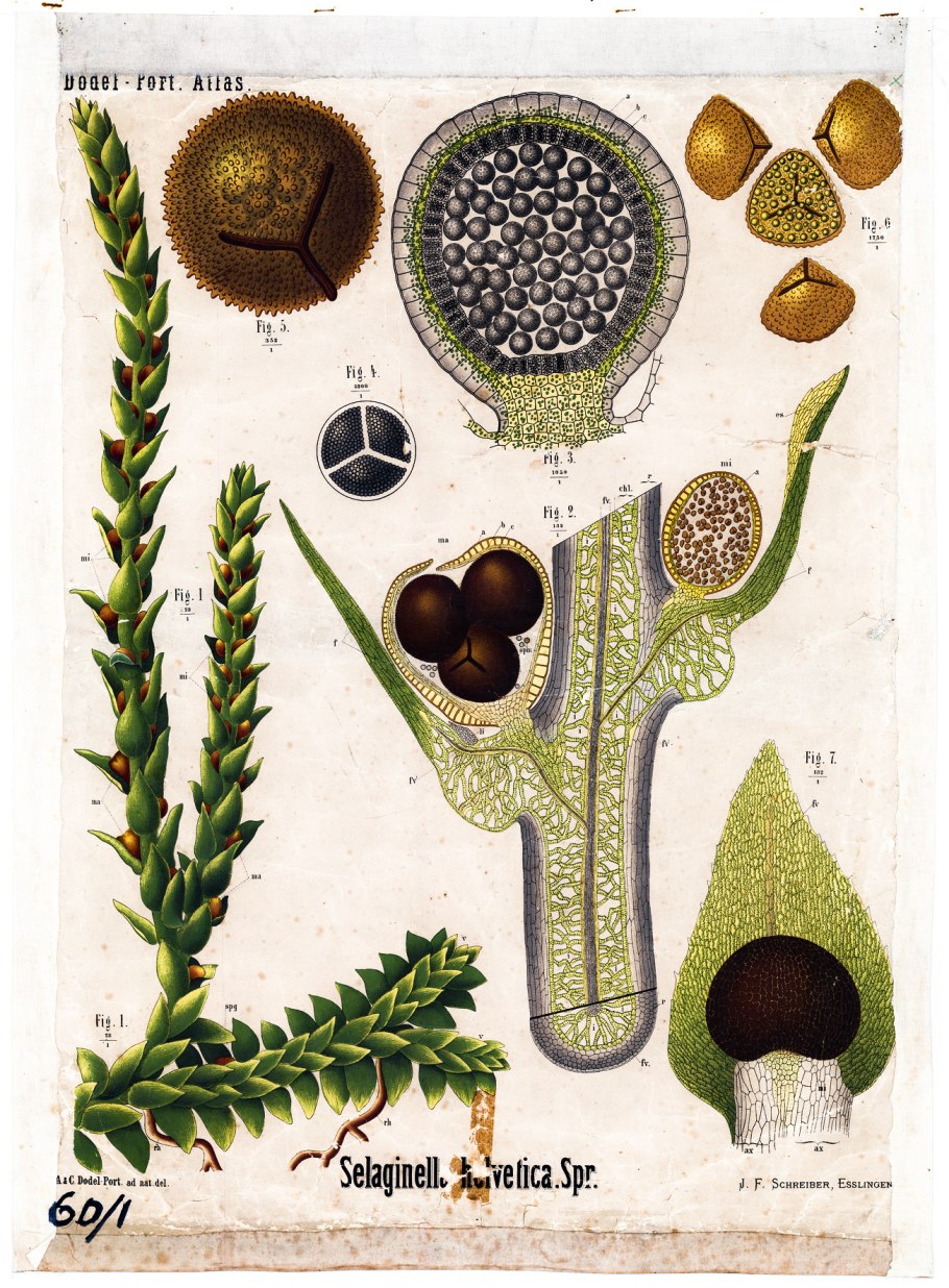 Цветет ли селагинелла