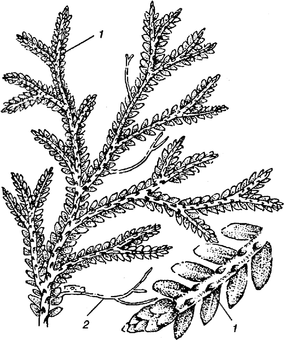 Жизненный цикл плауна булавовидного