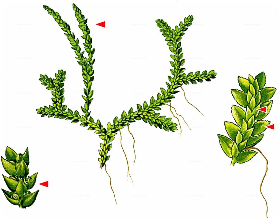 Selaginella стебля