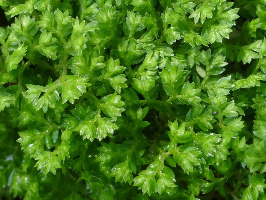 Selaginella wallichii