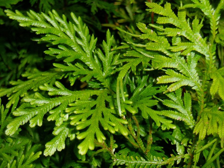 Selaginella Россия