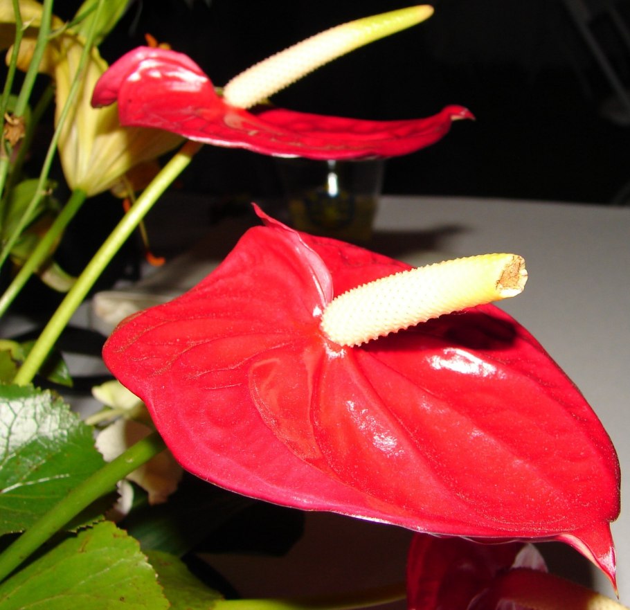 Антуриум ред easy