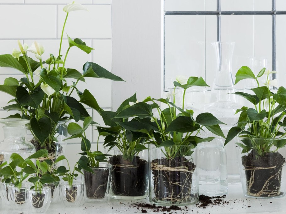 Антуриум черная Королева