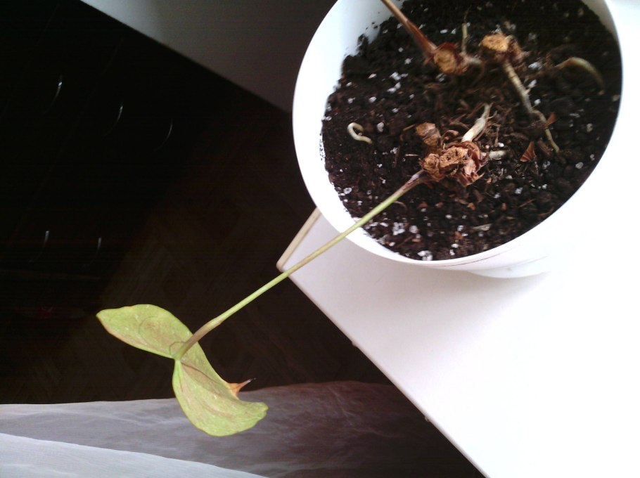 Антуриум Блэк Квин корни