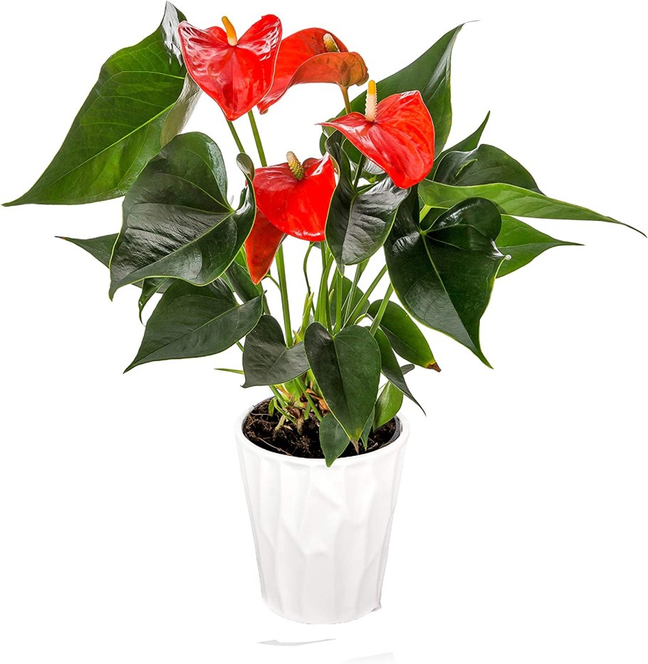 Антуриум омолодить