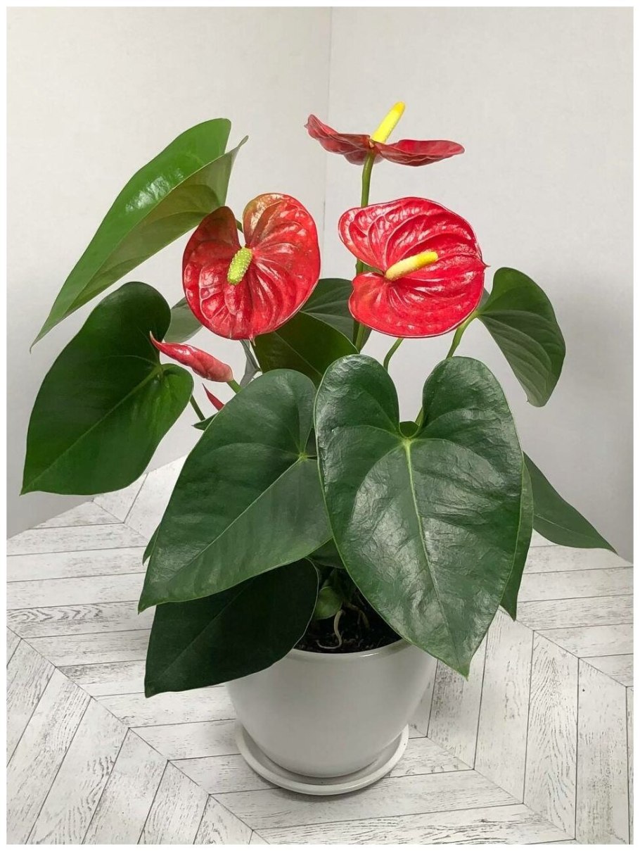 Тепличка для антуриума