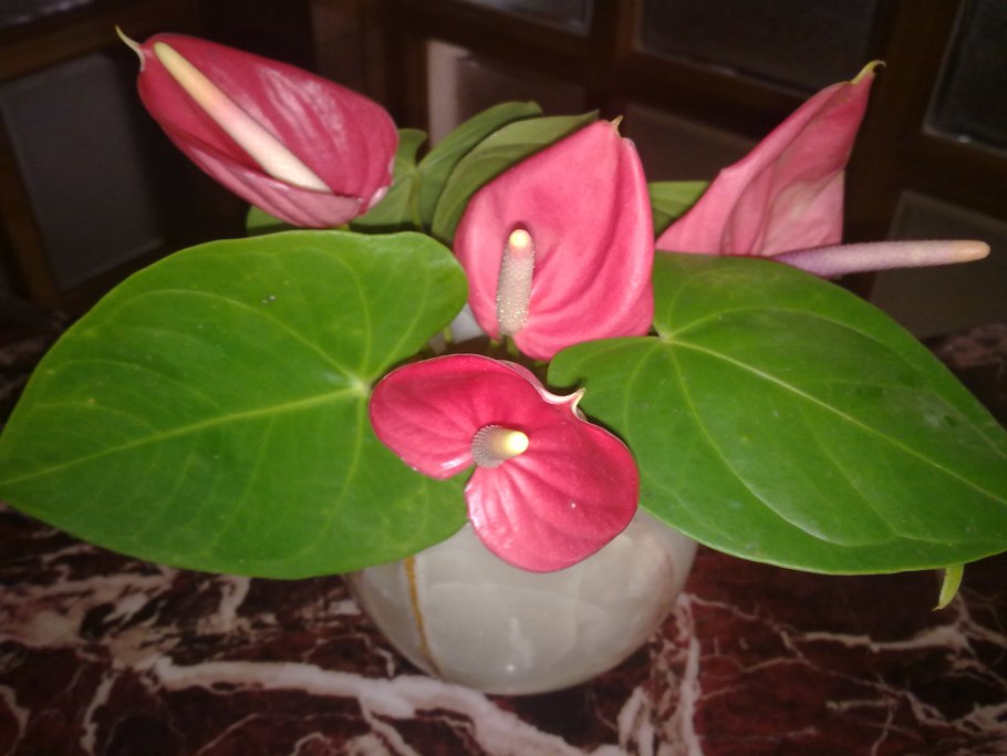 Антуриум корни