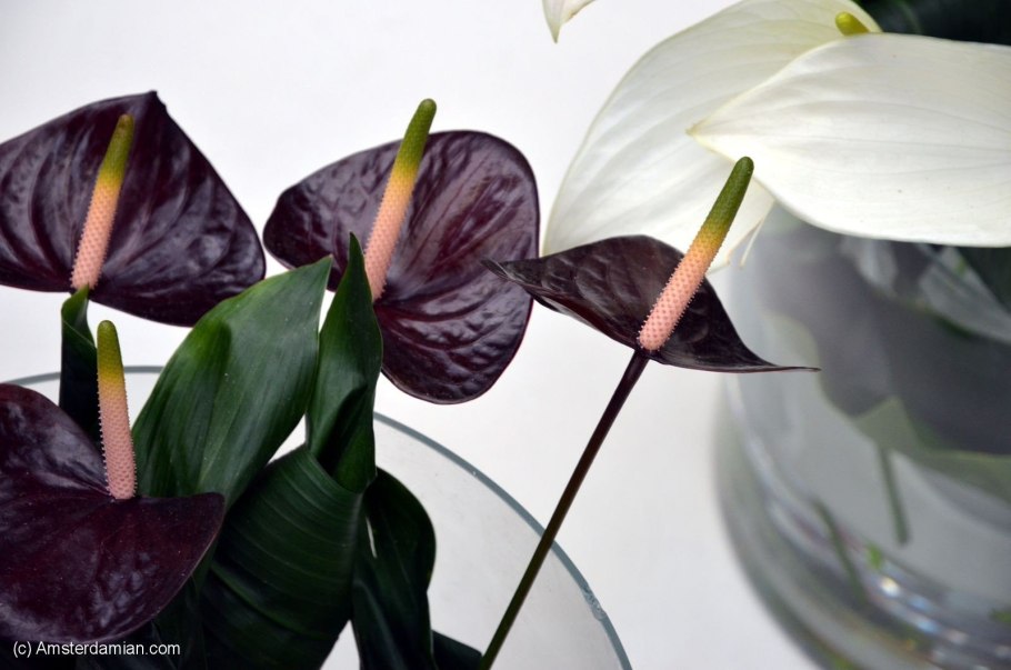 Тепличка для антуриума