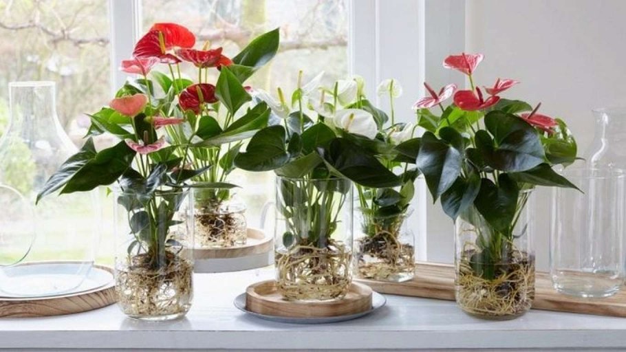 Антуриум пятилопастной