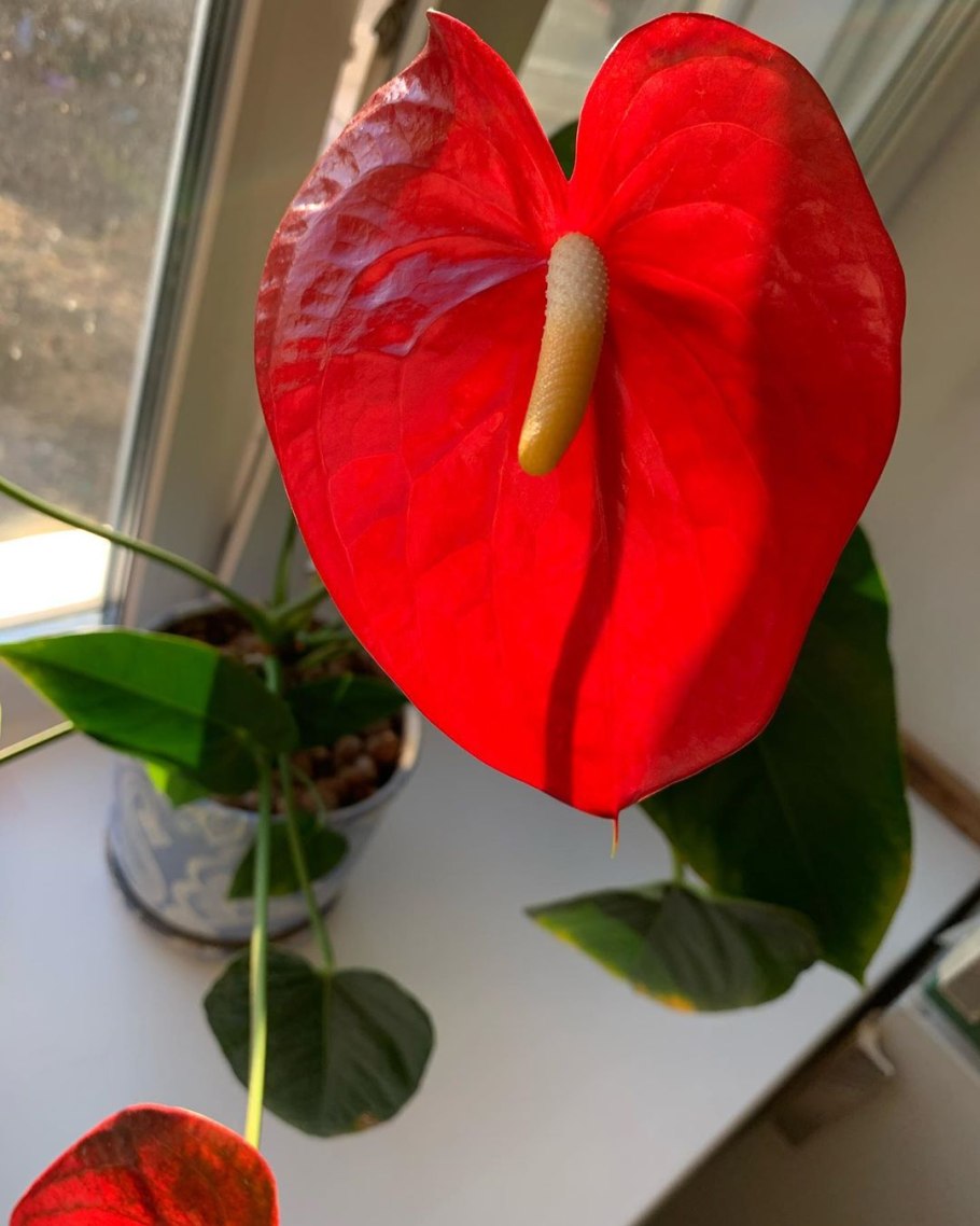 Антуриум Андре Гавайи