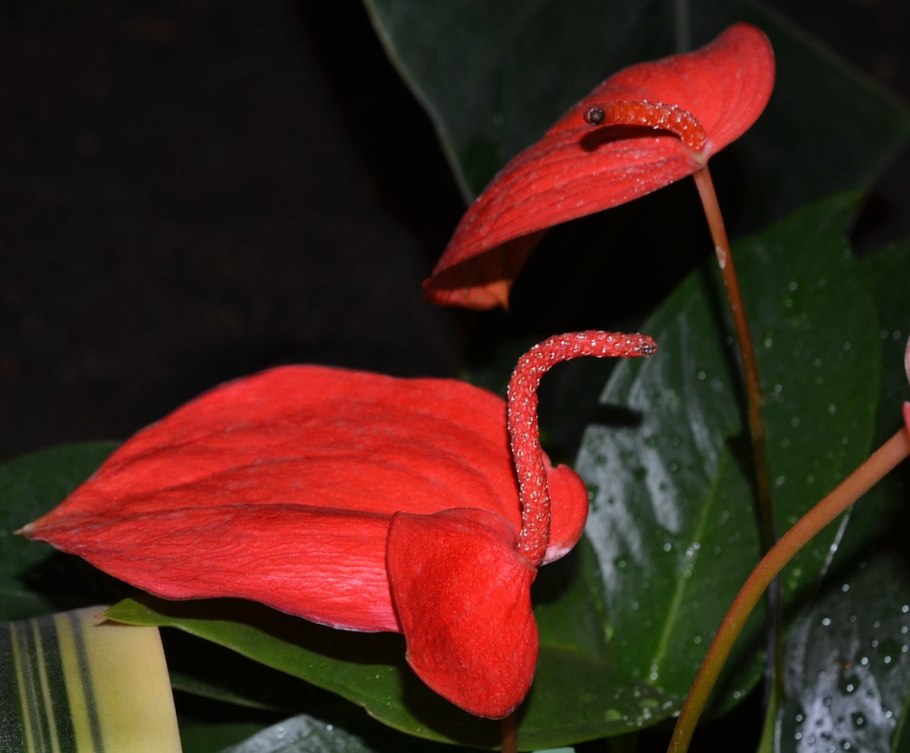 Антуриум Андре пересадка