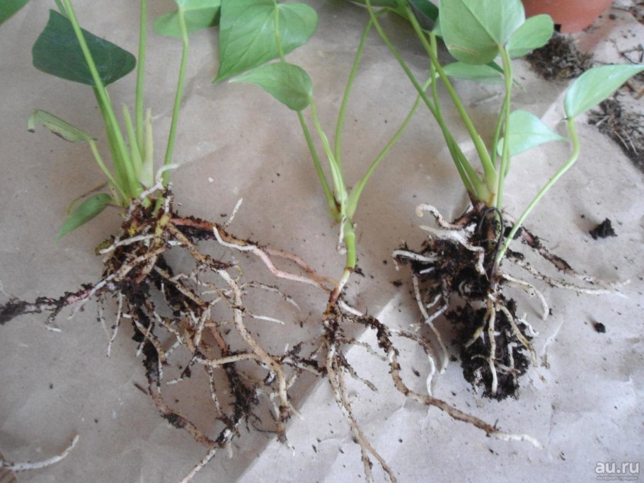 Антуриум Шоколадница