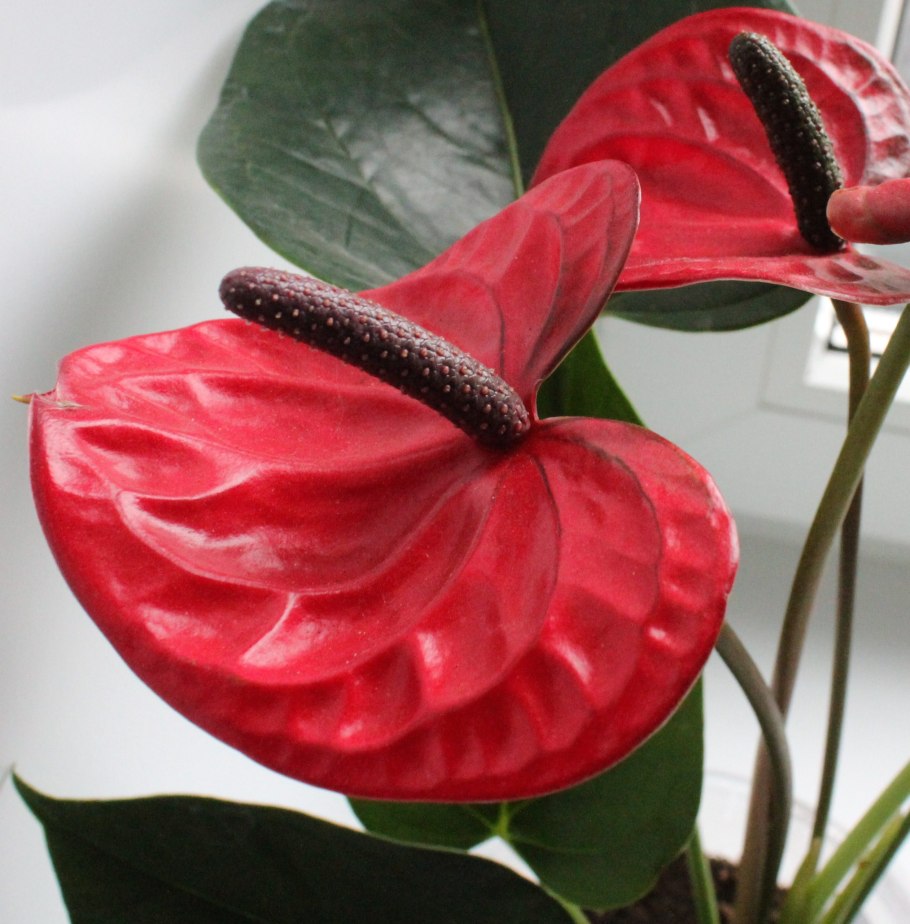 Антуриум Андре размножение