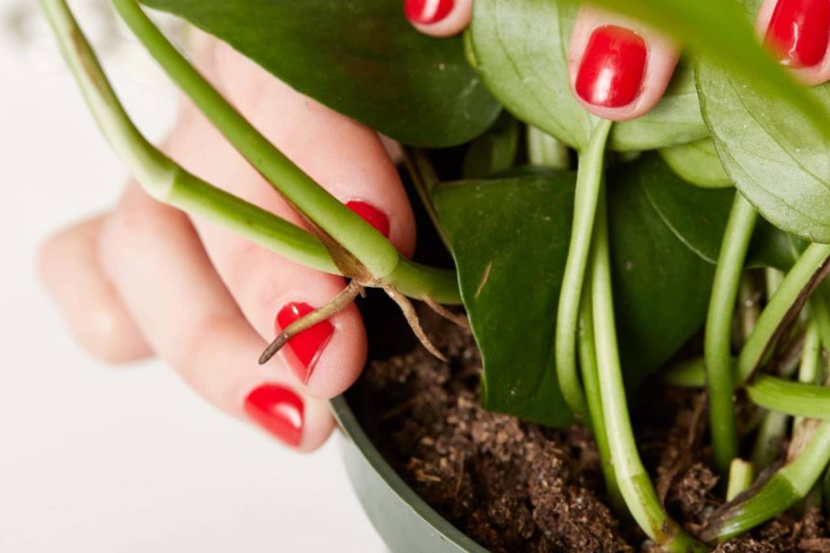 Черенкуем Антуриум