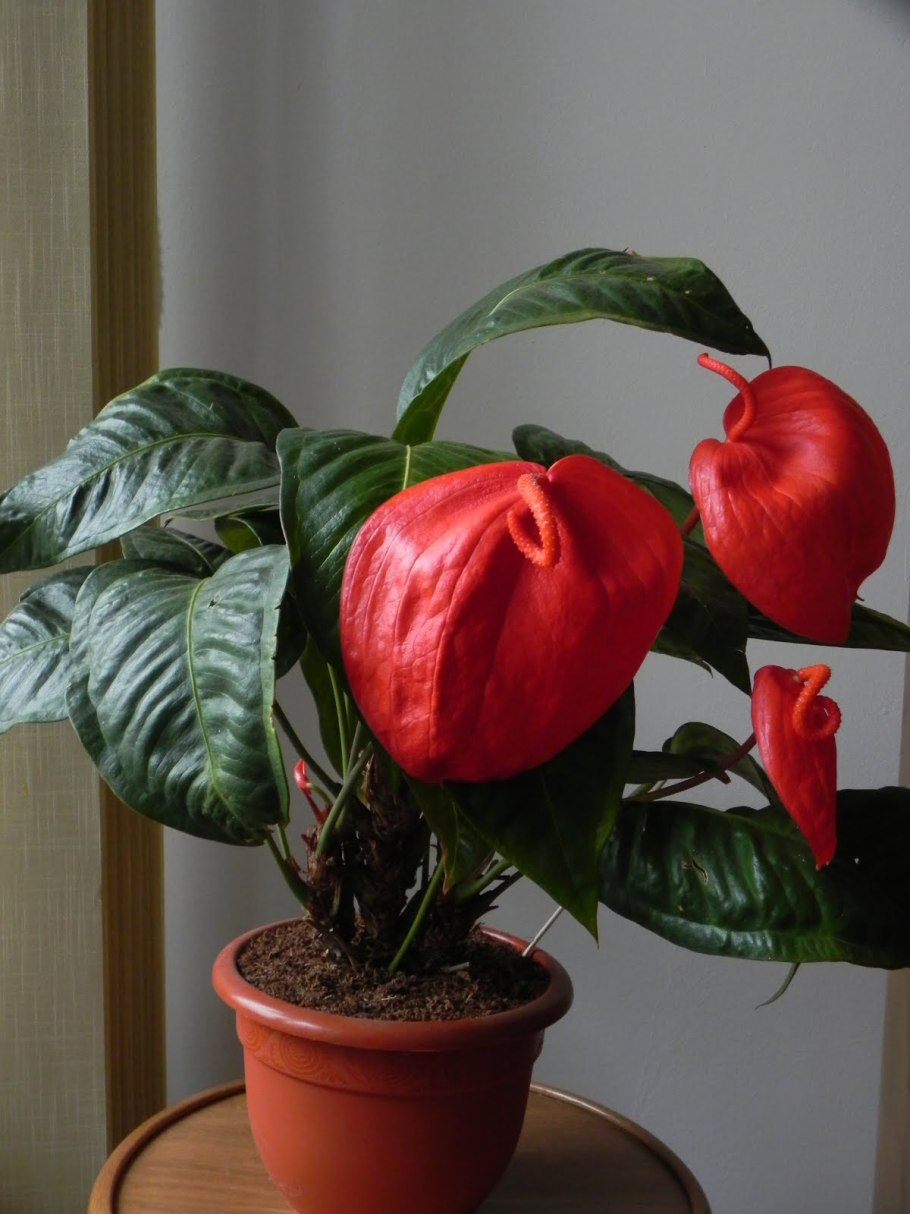 Опыление антуриума