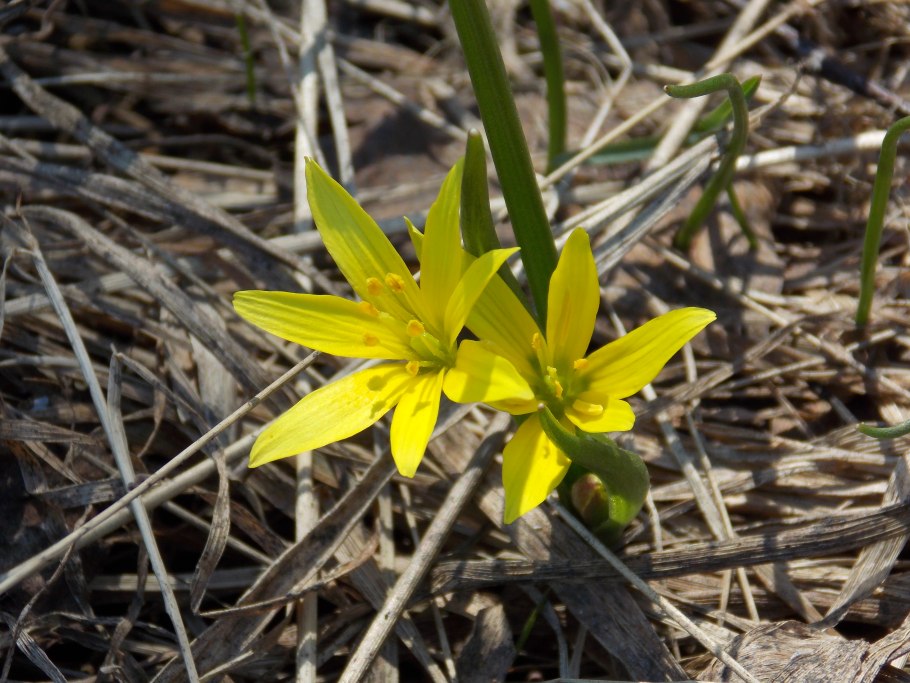 Гусиный лук жёлтый (Gagea lutea)