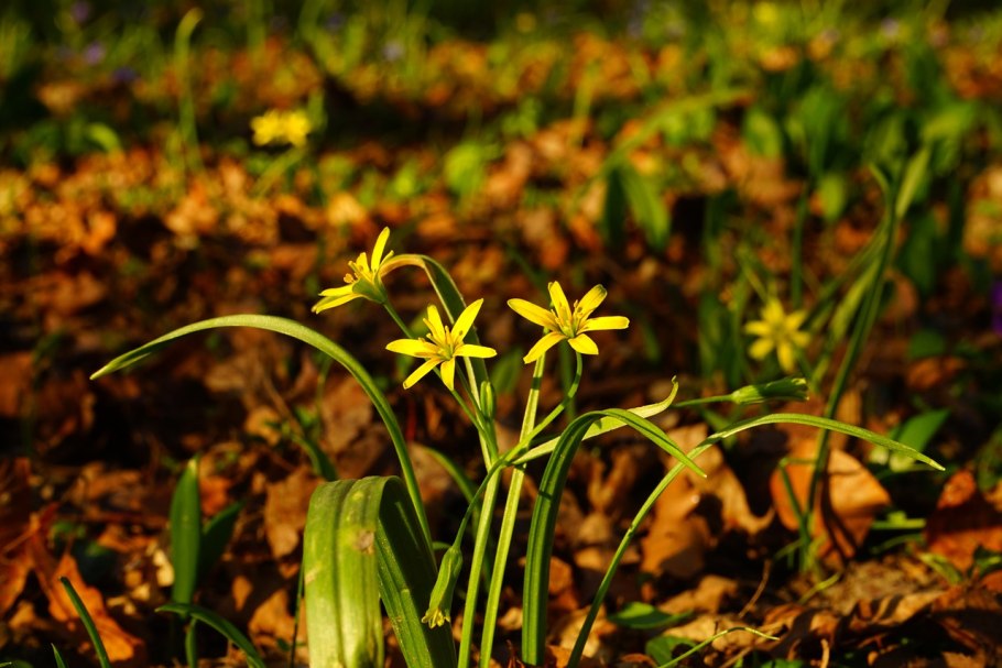 Гусиный лук жёлтый (Gagea lutea)