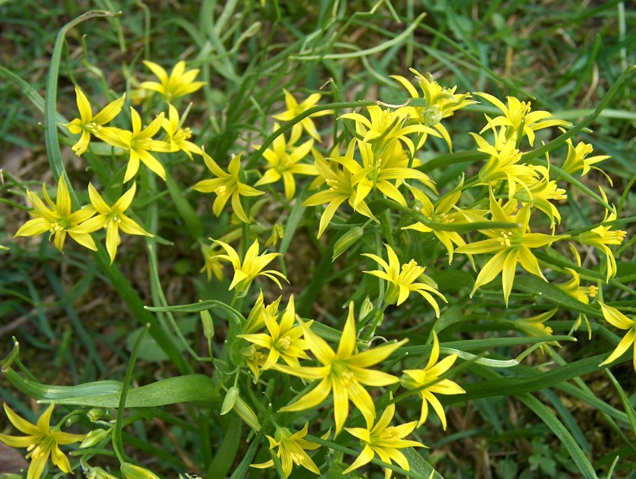 Гусиный лук малоцветковый