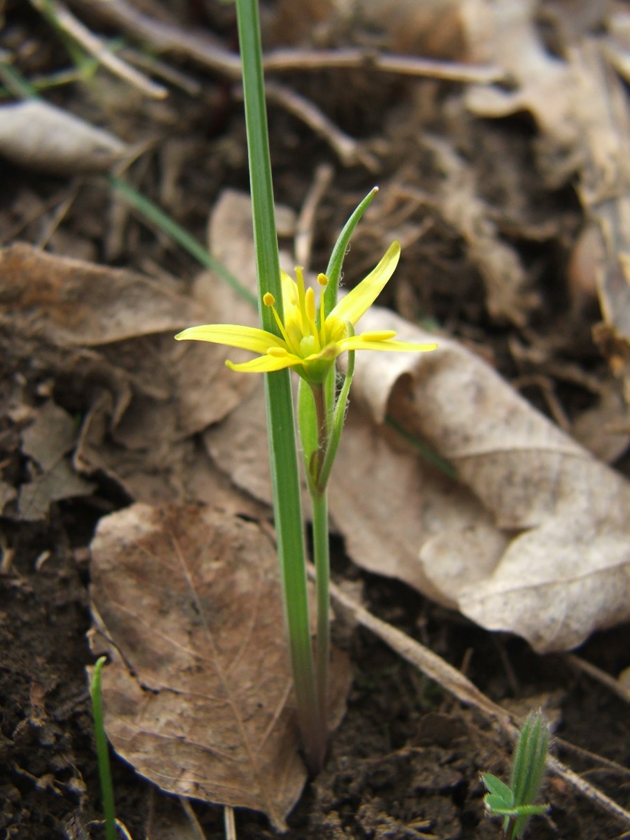 Первоцвет гусиный лук