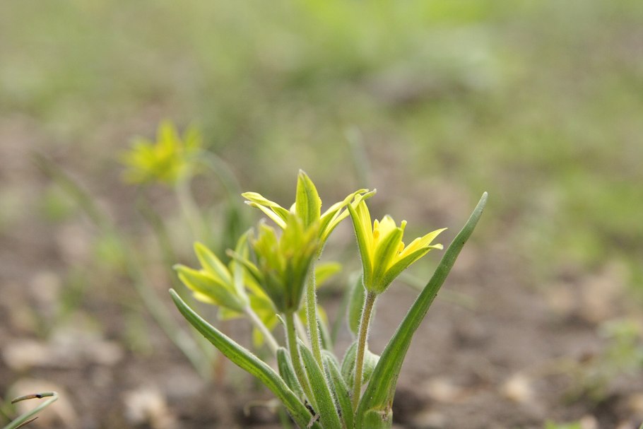 Гусиный лук жёлтый (Gagea lutea)