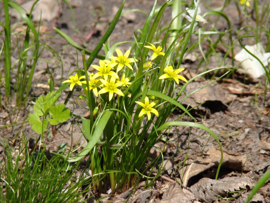 Gagea rubicunda Meinsh.