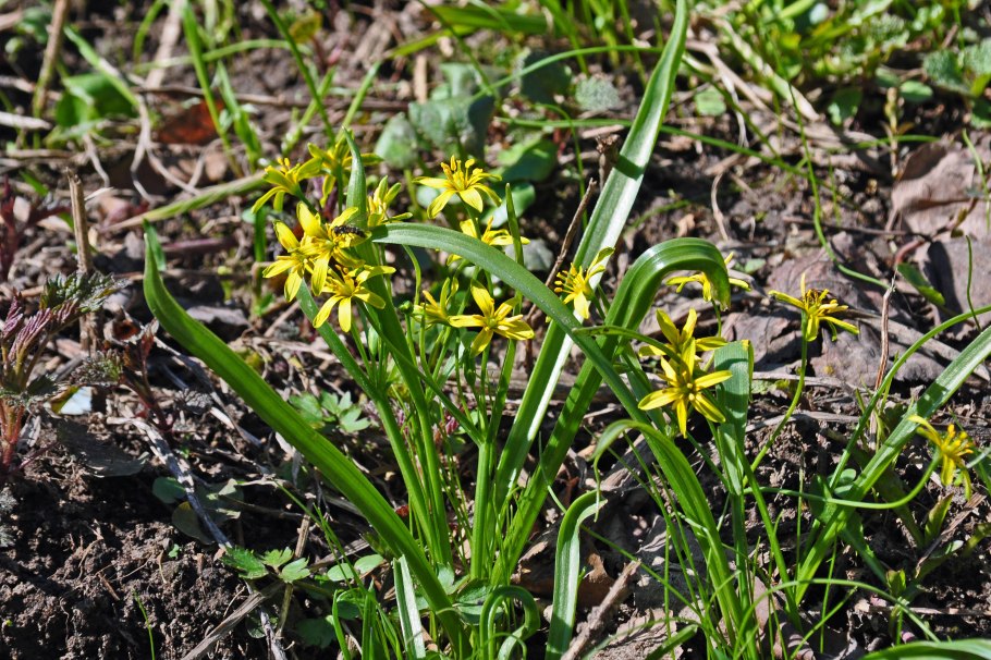 Gagea lutea гуси́ный лук жёлтый, или Га́гея жёлтая