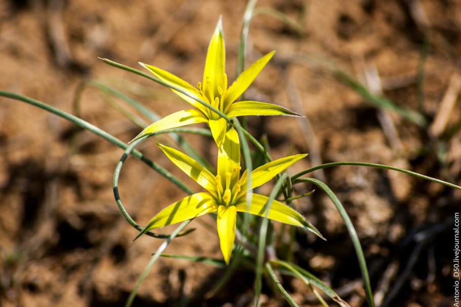 Gagea lutea