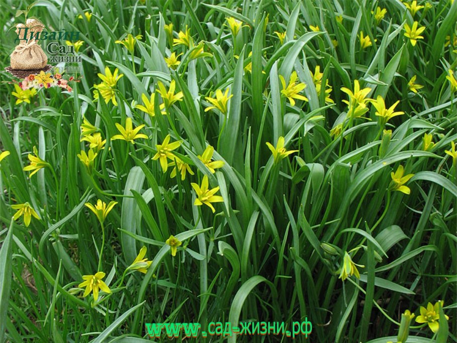 Гусиный лук (Gagea lutea)