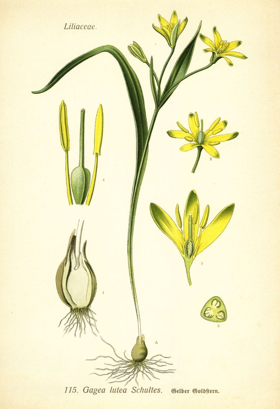 Гусиный лук адаптация