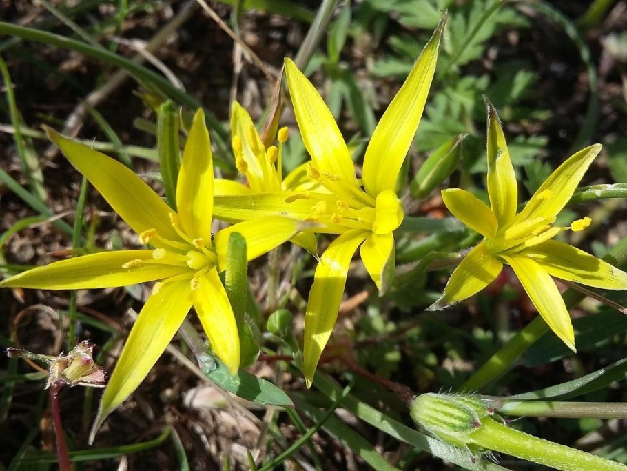 Гусиный лук (Gagea lutea)
