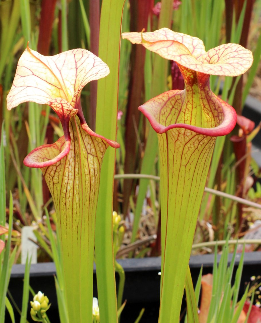 Саррацения (Sarracenia)