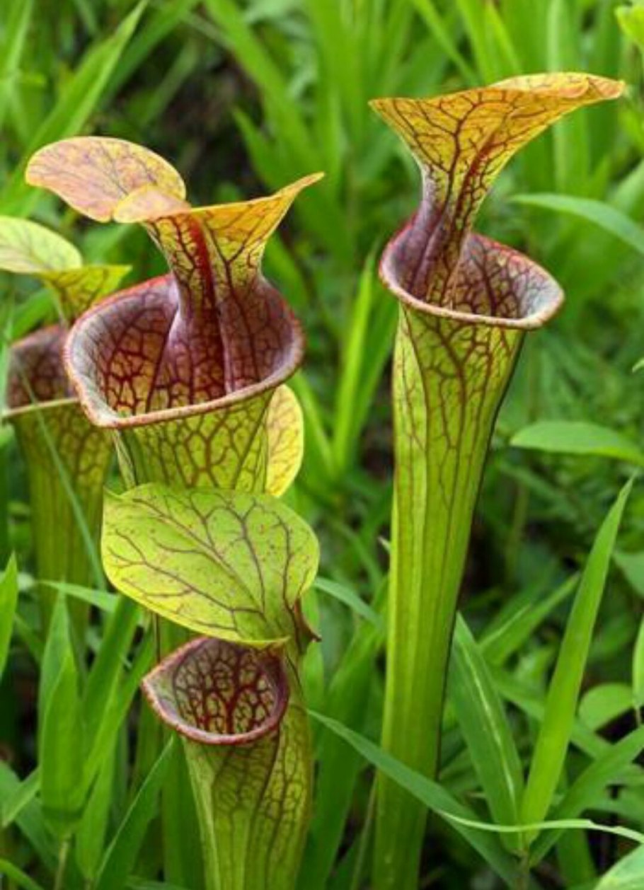 Саррацения пурпурная Sarracenia purpurea