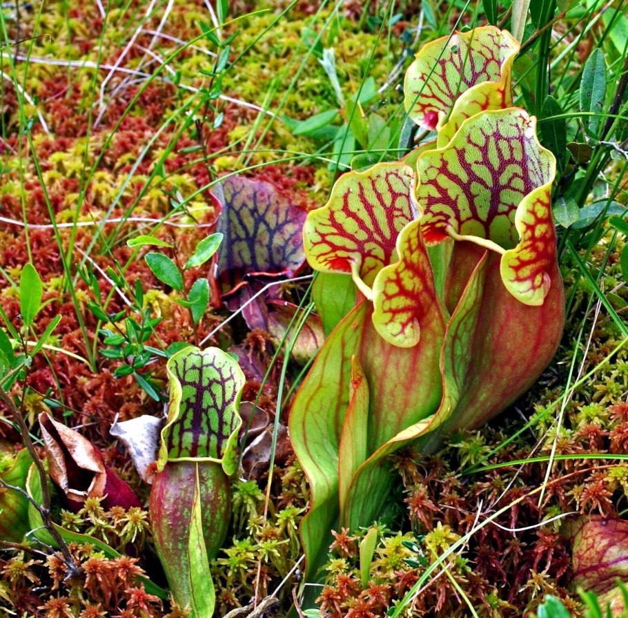 Саррацения Цветущая