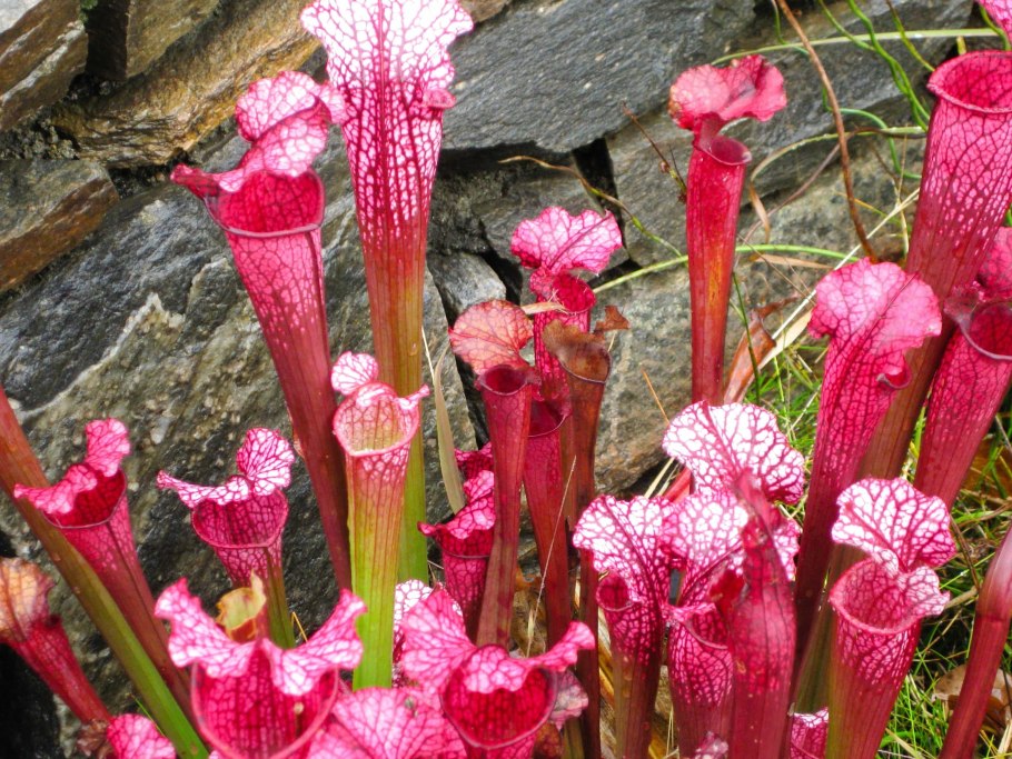 Саррацения oreophila