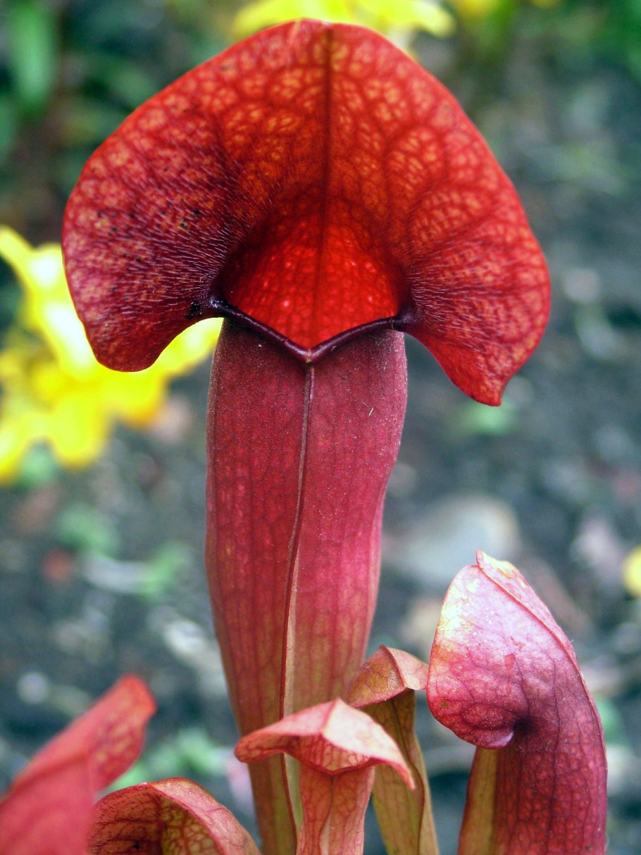 Саррацения Веноза красная