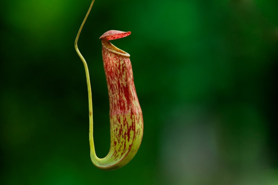 Саррацения Лейкофилла