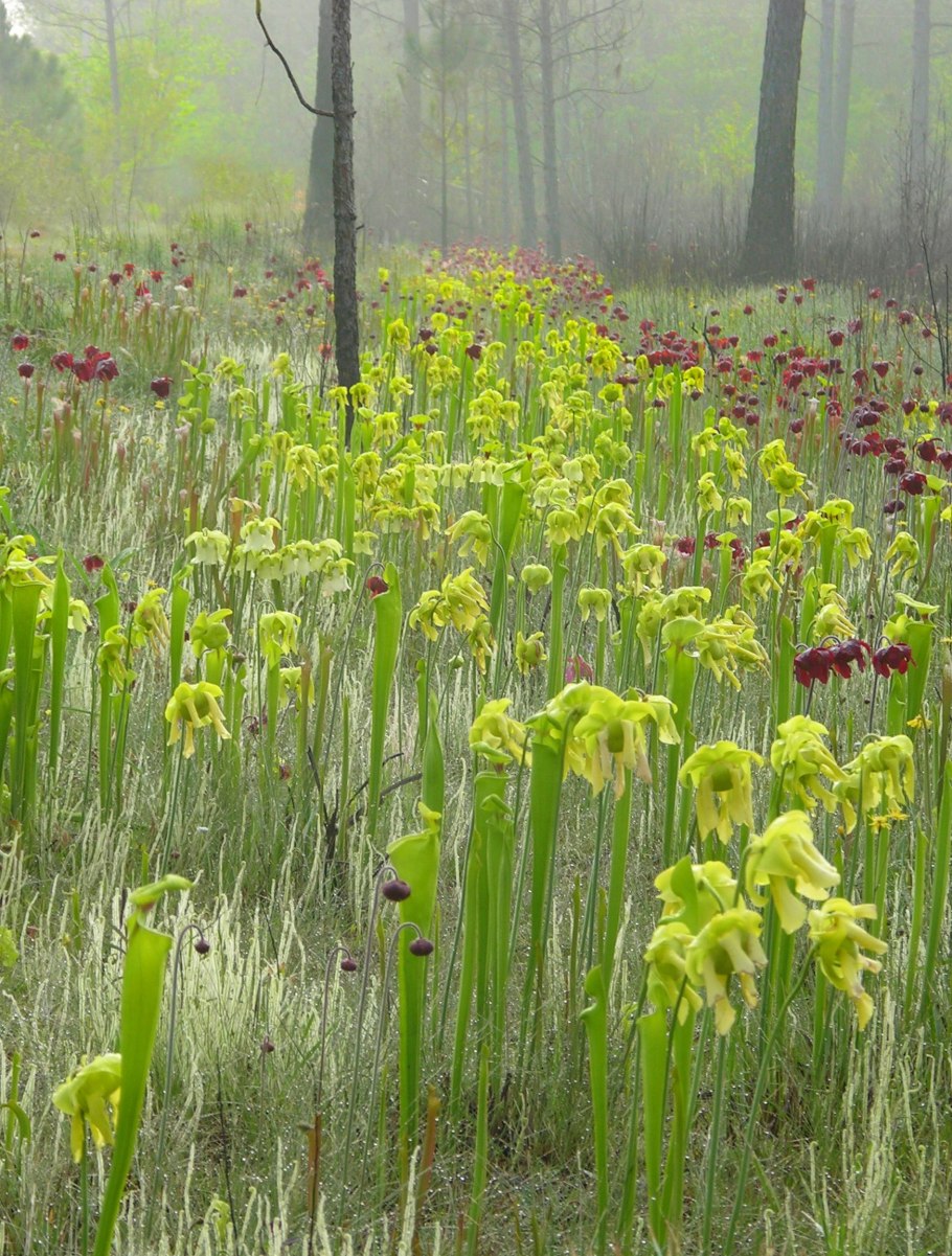 Саррацения в дикой природе