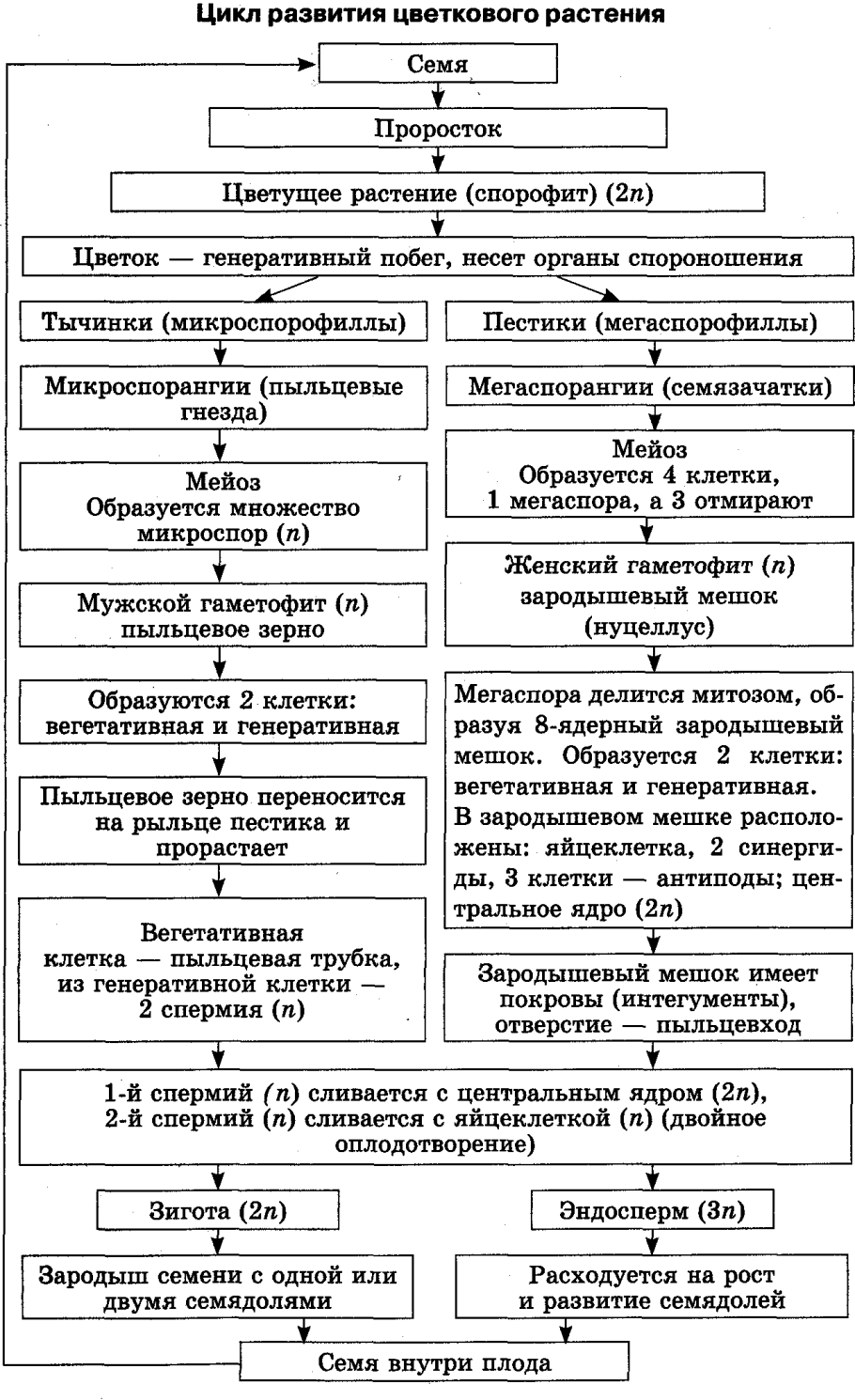 Цикл развития цветка