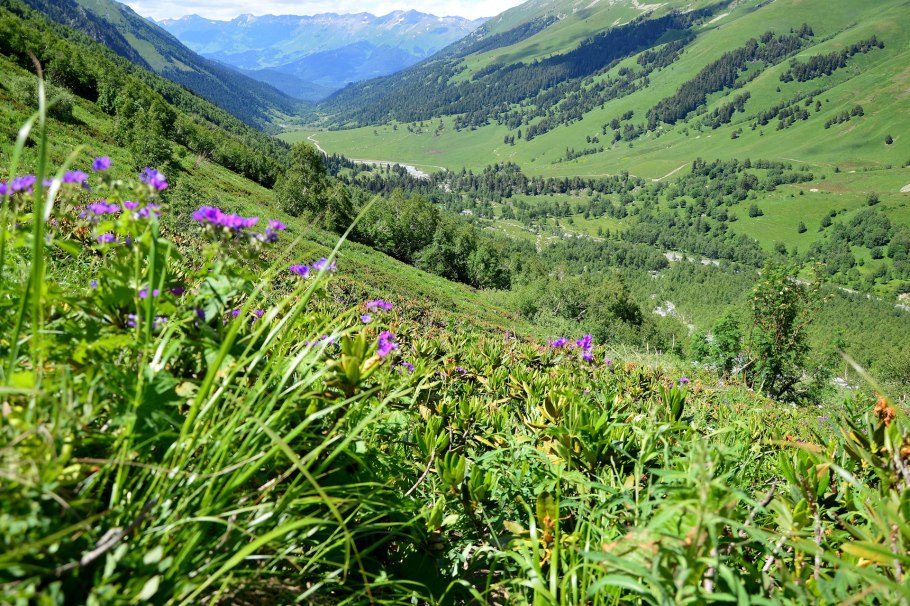 Луга Тебердинского заповедника