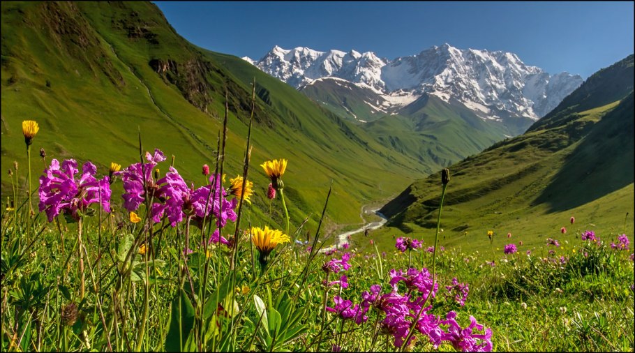 Альпийские Луга Кавказа . Эдельвейс