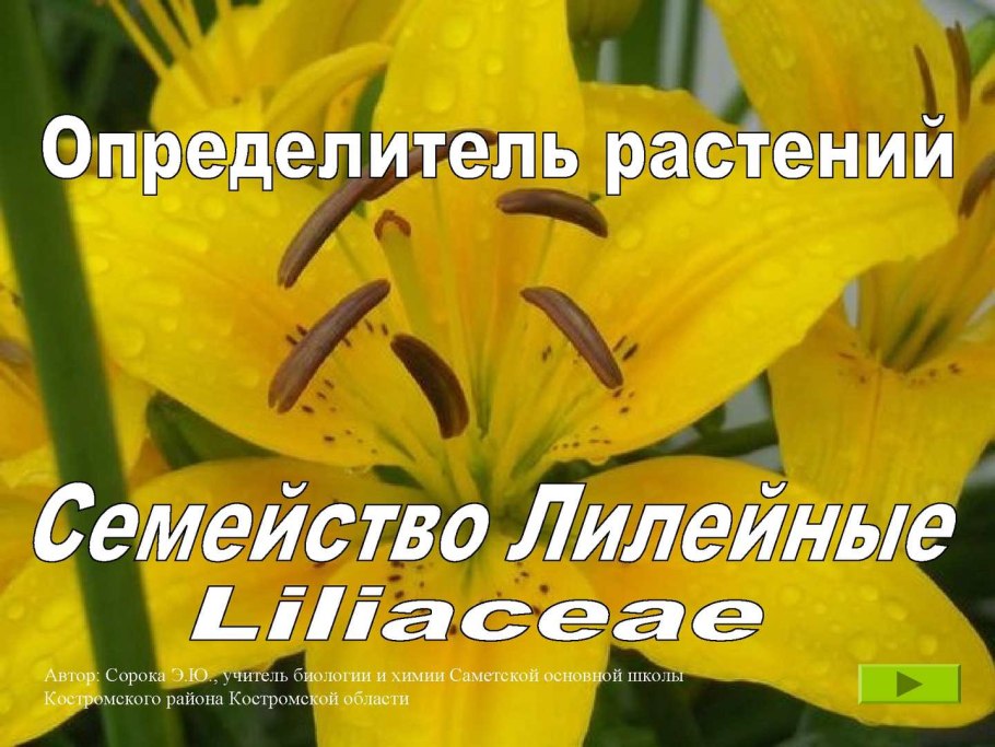 Цветы рода амариллисовых