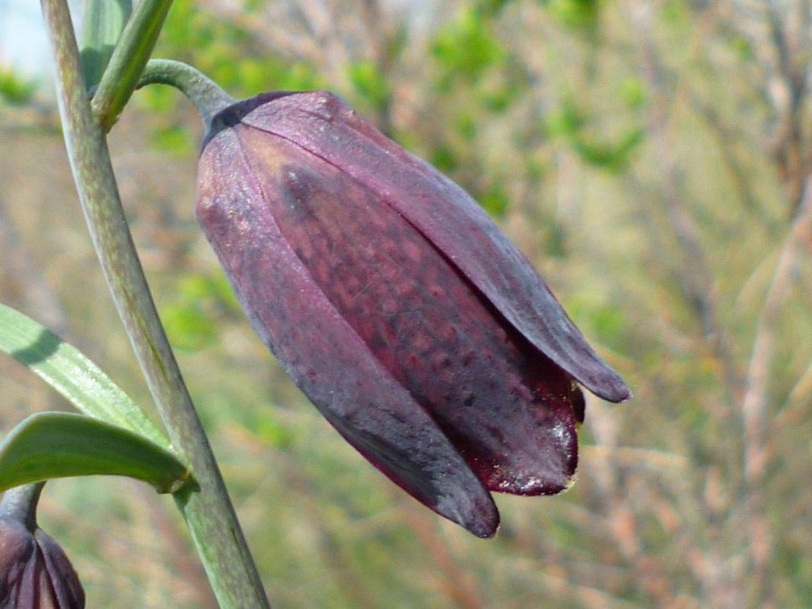 Ландыш Майский Лилейные