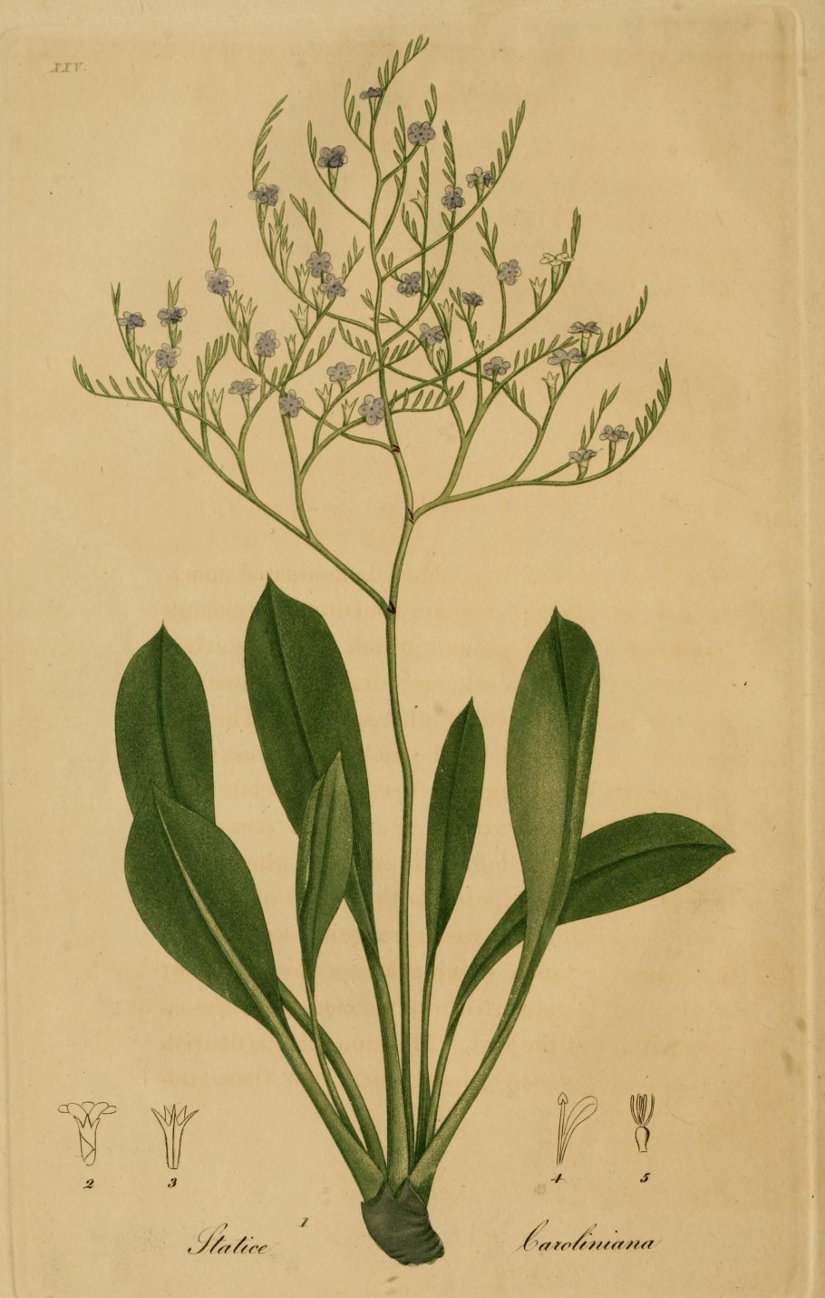 Самая многочисленная группа царства растений