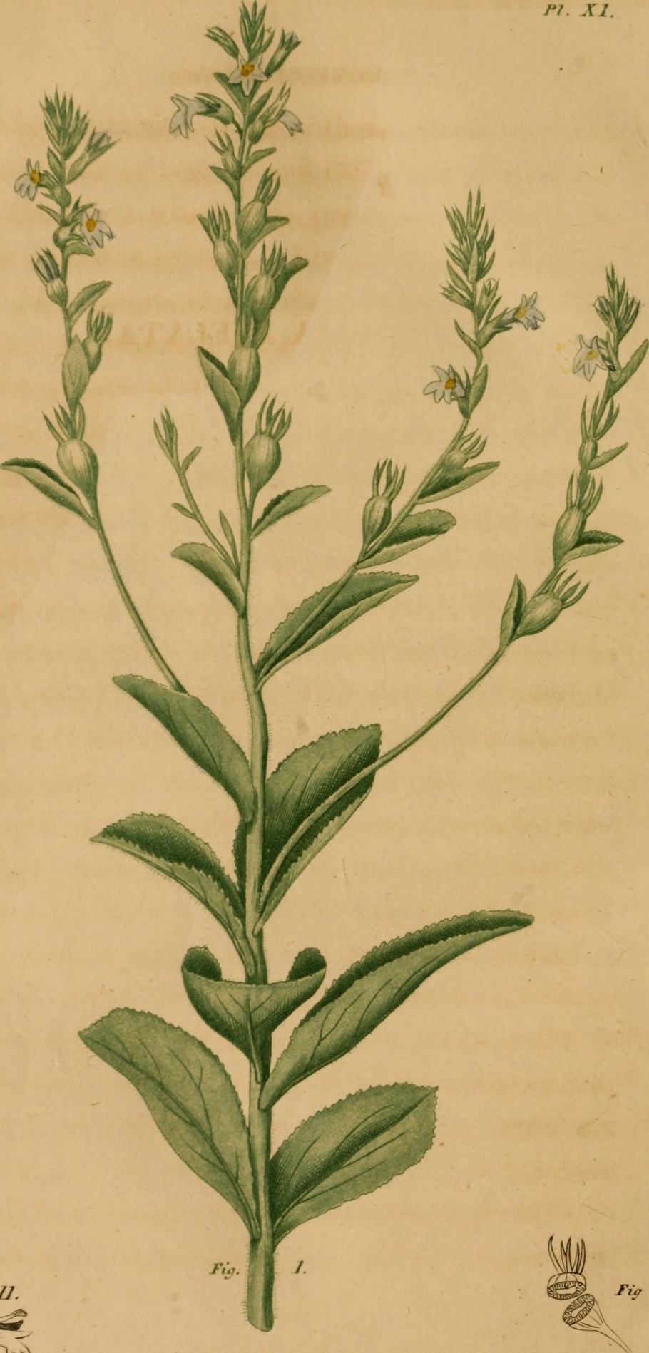 Liliaceae семейство