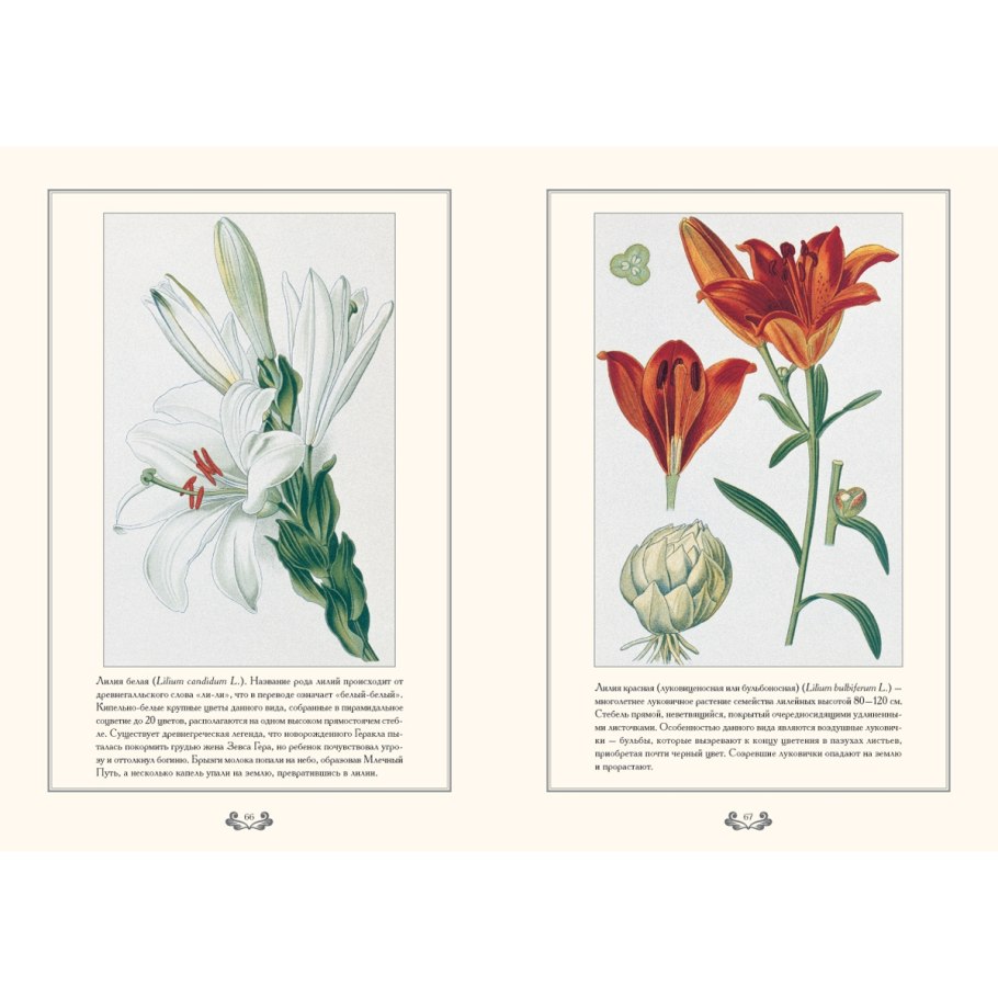 Ландыш Майский гербарий