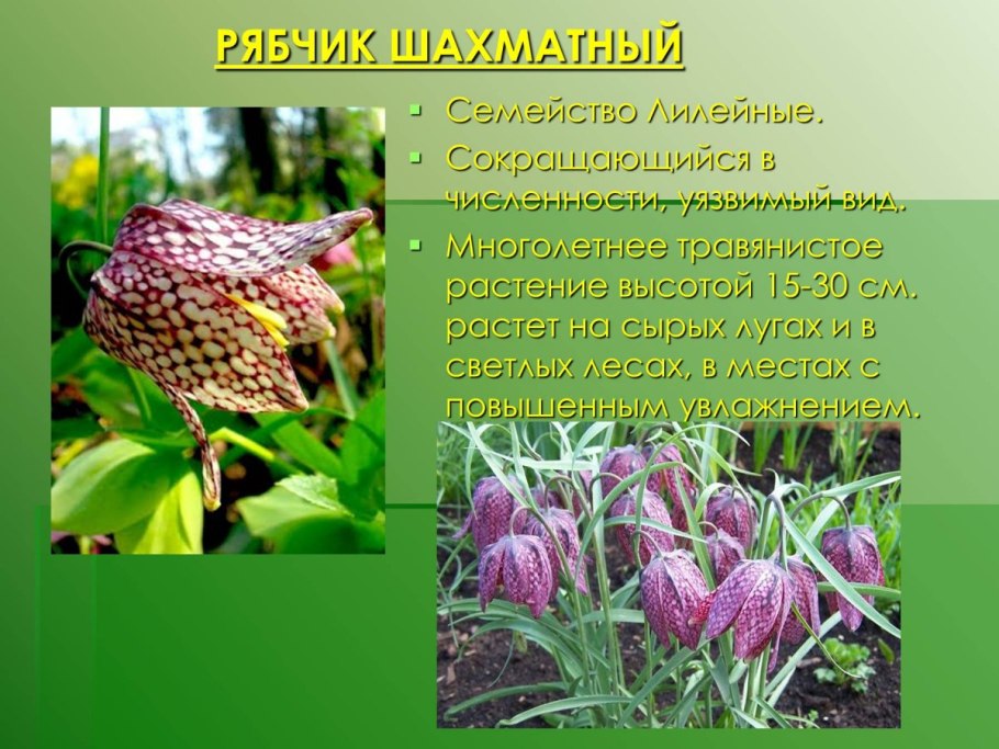 Семейство Лилейные представители ядовитые