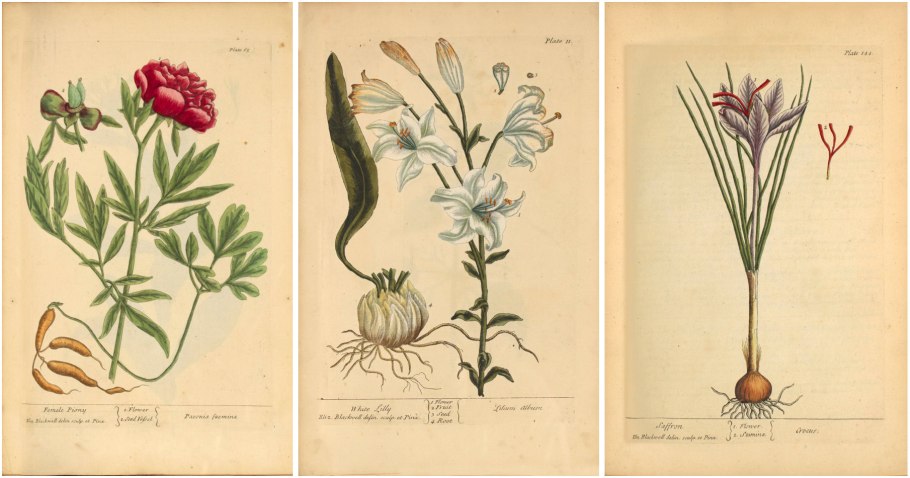 Околоцветник лилейных