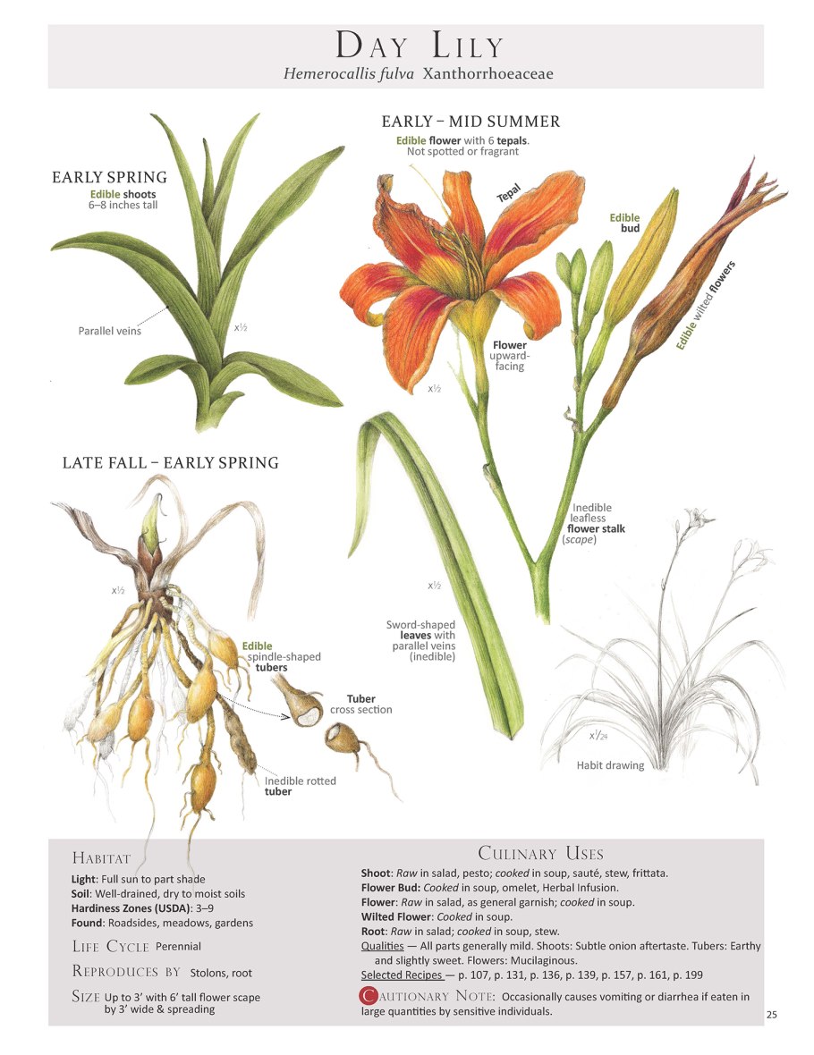 Рябчик русский Fritillaria ruthenica