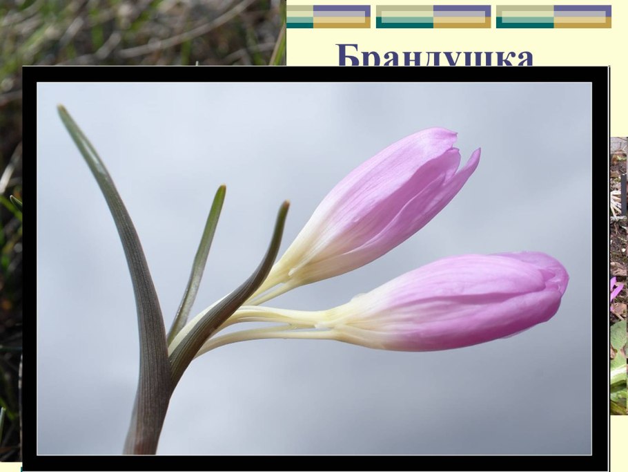 Lobelia Fulgens Ботанический рисунок